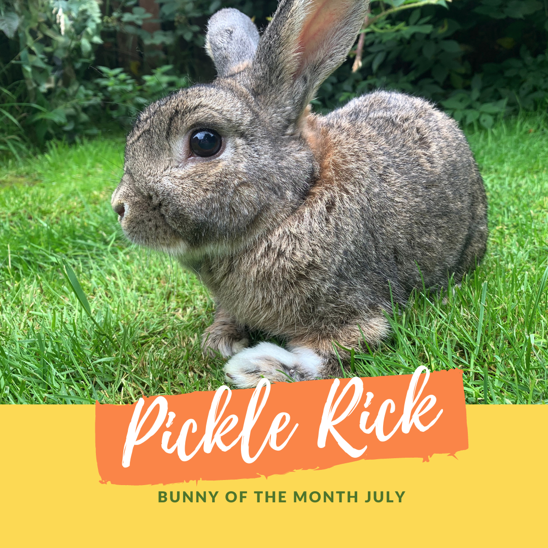 Pickle rick bunny of the month 2