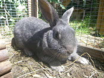 Kent rabbit