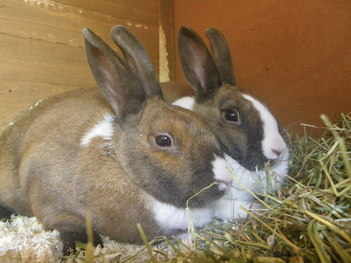 Toffee and Apple dutch rabbits