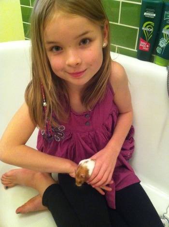 Ella and Honey hamster