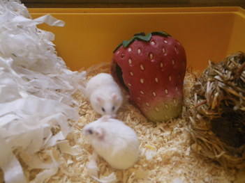 Kawaii and Kawaii winter white hamsters