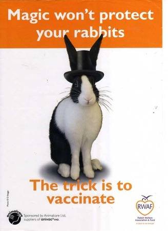 Magic wont protect your rabbits