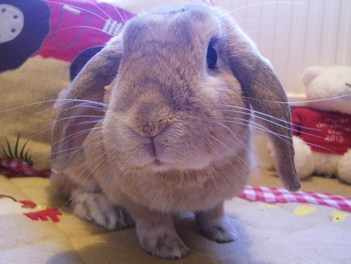 Angelica rabbit re-homing in Halifax