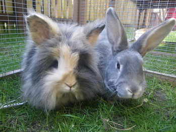 Clover Frank rabbits available for adoption