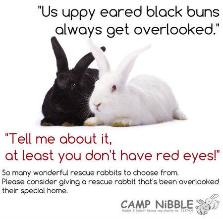 black and white bunnies poster