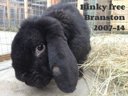 Binky free branston