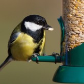 Feed the birds - click here to fly away to the RSPB's online shop