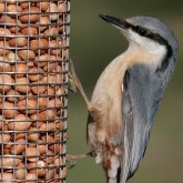 Fly away to the RSPB's online shop to buy all sorts of things for the birds in your garden