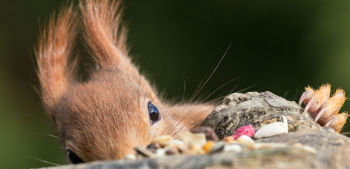 Red squirrels need your help!