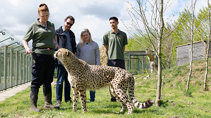 Cheetah Encounter At The Big Cat Sanctuary In Kent