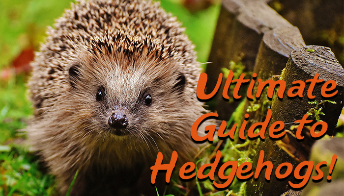 Click here to see the Ultimate Guide to Hedgehogs