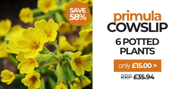 Save 58% on Cowslip