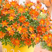 Bidens Plants - Beedance Orange Splash