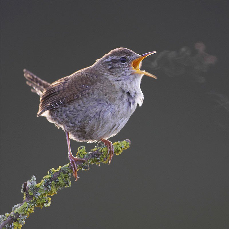 International Dawn Chorus Day is on 6th May 2018