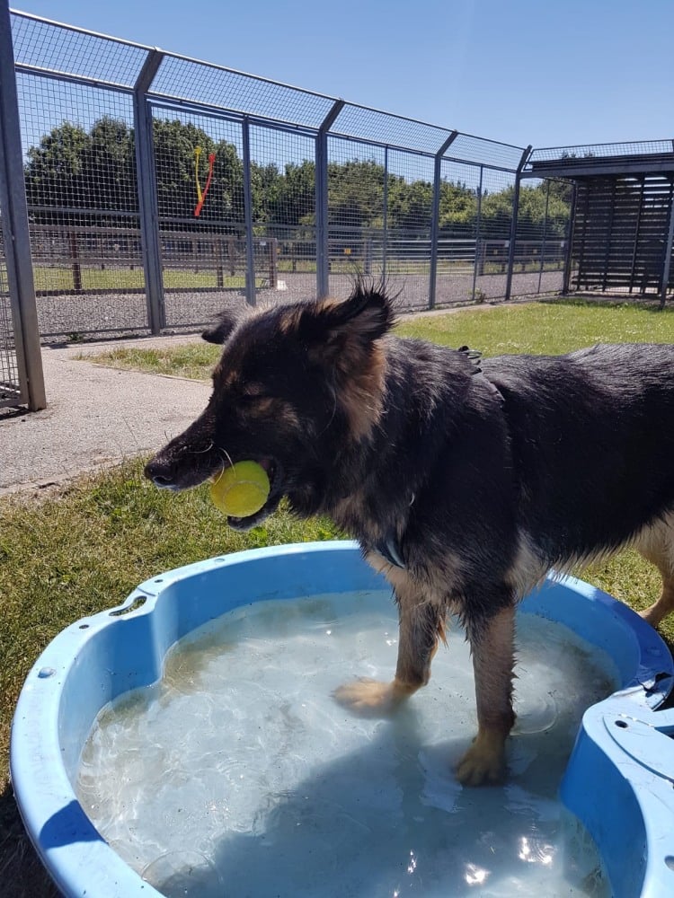 Staff at the RSPCA Block fen Animal Centre in Cambridgeshire have been keeping the animals cool with a paddling pool and iced treats