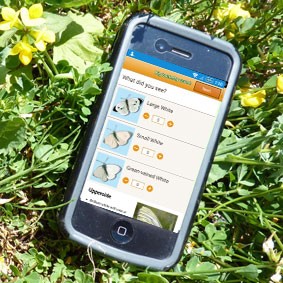 Download the free app to help you identify butterflies