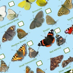 There's a chart to help you identify butterflies