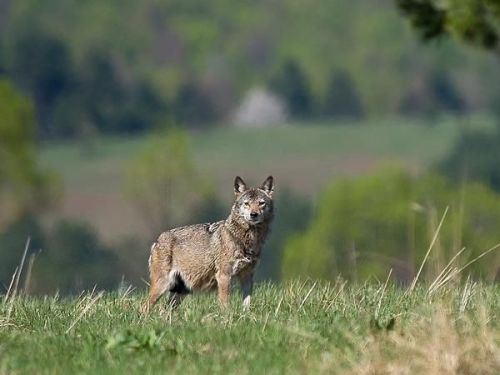 Responsible Travel has a number of wolf holidays on its lists