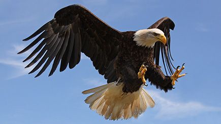 Ultimate Half Day Eagle Experience Day