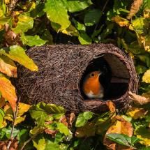 Robin Brushwood Nest from the RSPB