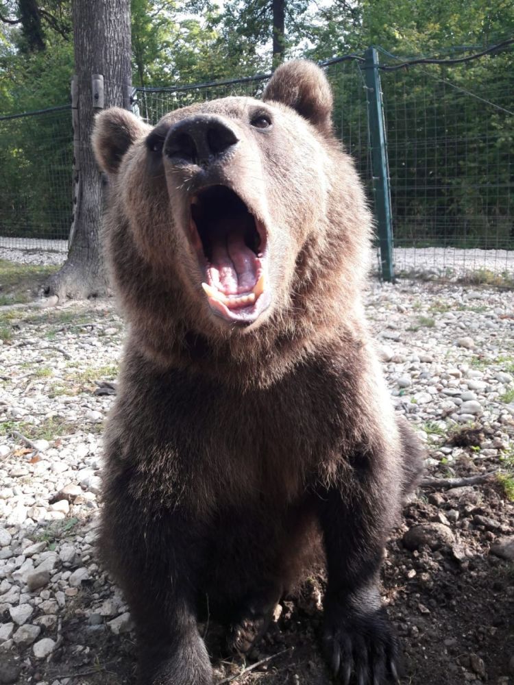 Volunteer with Bears for World Animal Protection