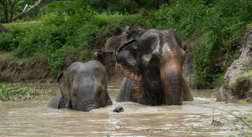Elephant Adventure Trek 2019 with World Animal Protection