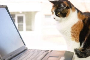 Cat and Computer