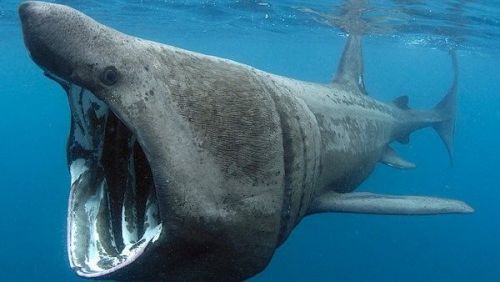 Take part in the Basking Shark Project