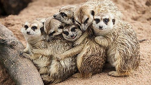 Get 15% off meerkat experiences with Red Letter Days!