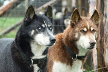 Hike with Huskies and Entry to Eagle Heights Wildlife Foundation for Two