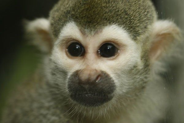 How about a Monkey Experience?
