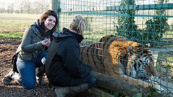 Be a Big Cat Ranger for a Day in Kent