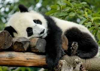 Sleepingpanda