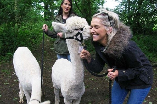 90 Minute Alpaca Walk with Charnwood Forest Alpacas for Two
