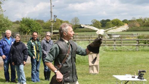 A Bird of Prey Falconry Experience for Two