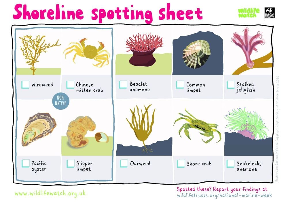 National Marine Week 2020 - download this shoreline spotting sheet and see what you can see!