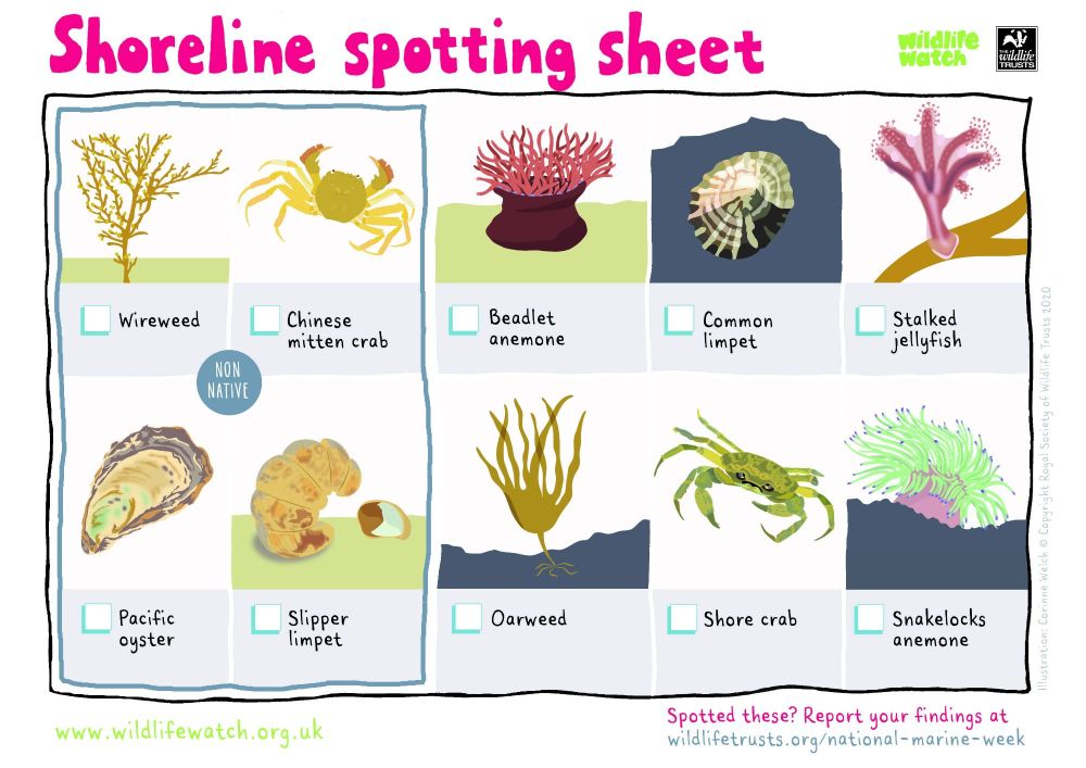 National Marine Week 2020 - download this shoreline spotting sheet and see what you can see!