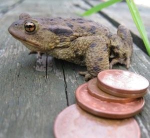 Have you thought of volunteering for a toad patrol?
