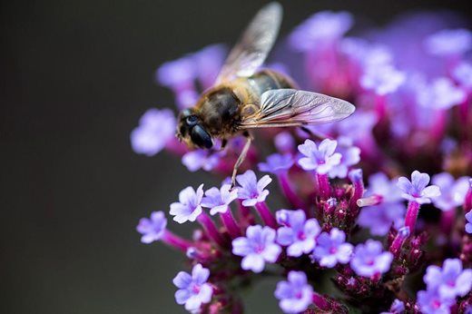 Encourage pollinators into your garden