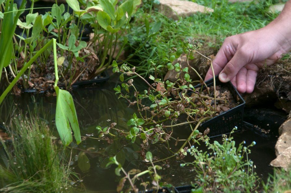 Wildlife need water, so why not  put a pond into your garden?  