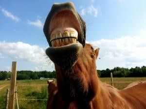 Look after your horse's teeth!