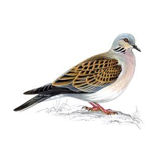 Have you seen a turtle dove?  