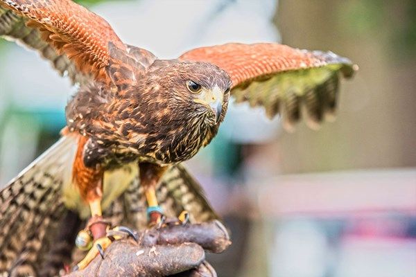 Enjoy a birds of prey experience