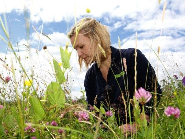 Plantlife's surveys are a great way to improve your knowledge of our beautiful wild flowers