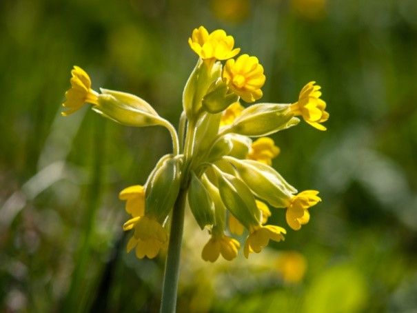 Take part in Plantlife's Cowslip Survey