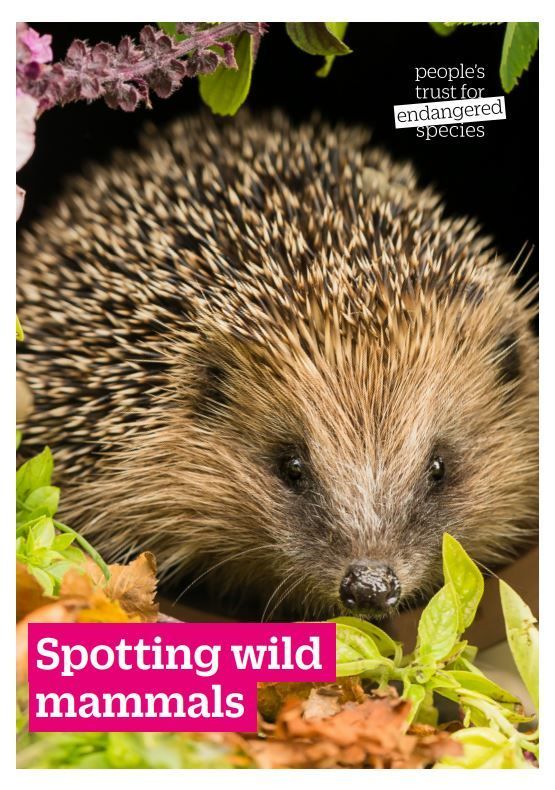 Spotting wild mammals, a PDF from the PTES