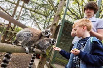 Junior Half Day Keeper Experience with Day Admission for Two at Hoo Farm Animal Kingdom