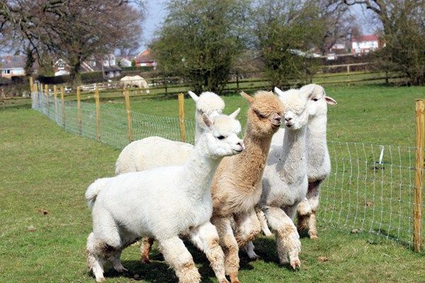 In Warwickshire, go on an Alpaca Walk at Lucky Tails Alpaca Farm! 