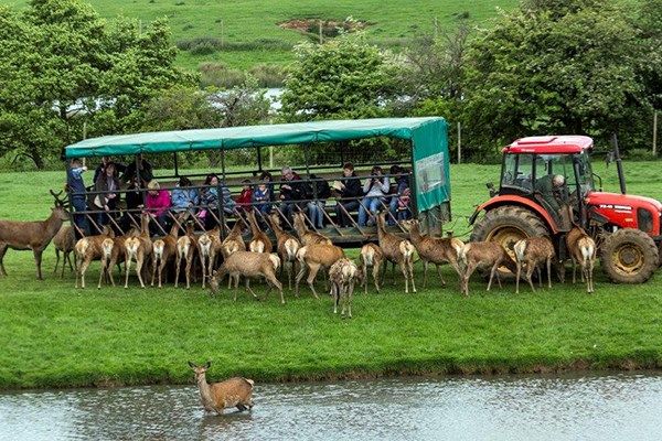 Family Day on The Farm with a Deer Safari at Snettisham Park in Norfolk