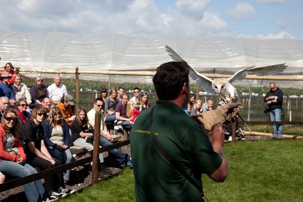 Family Adventure at Millets Farm Falconry Centre